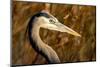 New Mexico, Bosque Del Apache Natural Wildlife Refuge. Great Blue Heron Profile-Jaynes Gallery-Mounted Photographic Print