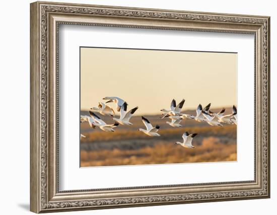 New Mexico, Bosque Del Apache Natural Wildlife Refuge. Mixed Geese Flying-Jaynes Gallery-Framed Photographic Print