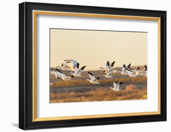 New Mexico, Bosque Del Apache Natural Wildlife Refuge. Mixed Geese Flying-Jaynes Gallery-Framed Photographic Print