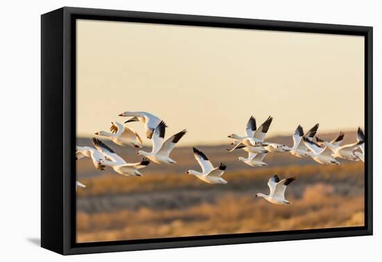New Mexico, Bosque Del Apache Natural Wildlife Refuge. Mixed Geese Flying-Jaynes Gallery-Framed Premier Image Canvas