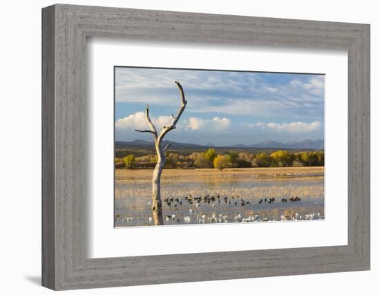 New Mexico, Bosque del Apache NWR. Canada and Snow Geese in Water-Don Paulson-Framed Photographic Print