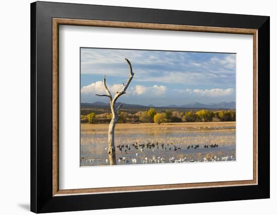 New Mexico, Bosque del Apache NWR. Canada and Snow Geese in Water-Don Paulson-Framed Photographic Print