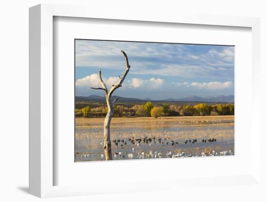 New Mexico, Bosque del Apache NWR. Canada and Snow Geese in Water-Don Paulson-Framed Photographic Print