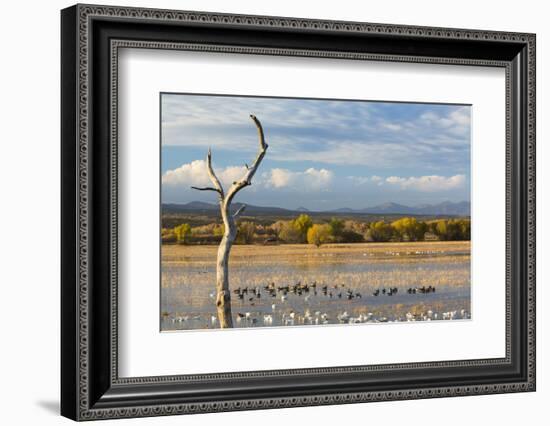 New Mexico, Bosque del Apache NWR. Canada and Snow Geese in Water-Don Paulson-Framed Photographic Print