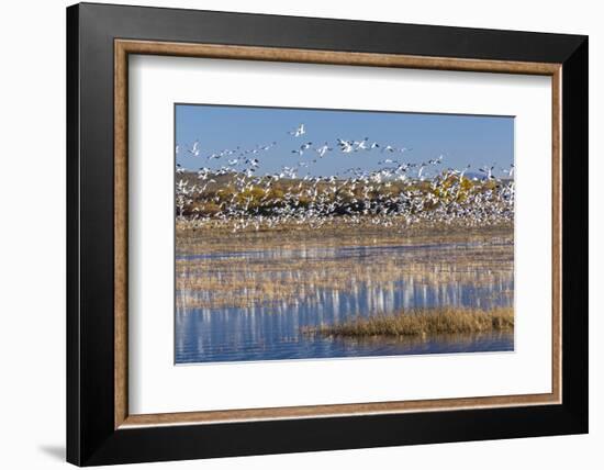 New Mexico, Bosque del Apache NWR. Fall Colors in Grasses-Don Paulson-Framed Photographic Print