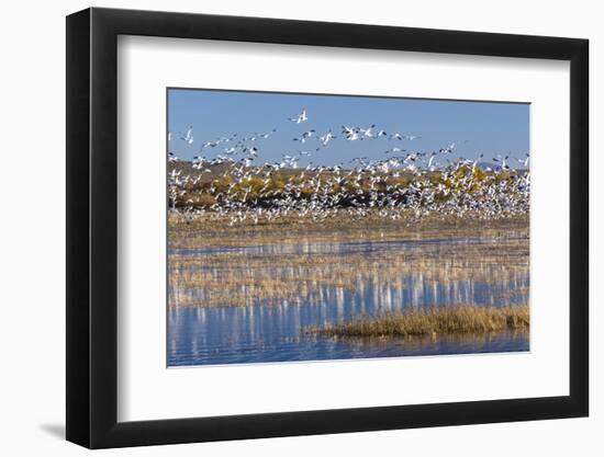 New Mexico, Bosque del Apache NWR. Fall Colors in Grasses-Don Paulson-Framed Photographic Print