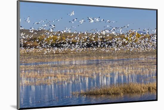 New Mexico, Bosque del Apache NWR. Fall Colors in Grasses-Don Paulson-Mounted Photographic Print