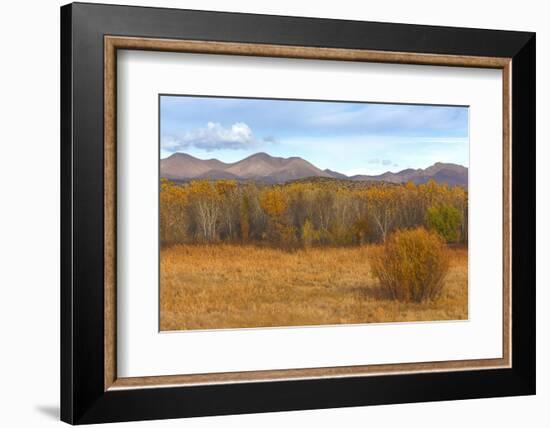 New Mexico, Bosque del Apache NWR. Fall Colors in Grasses-Don Paulson-Framed Photographic Print