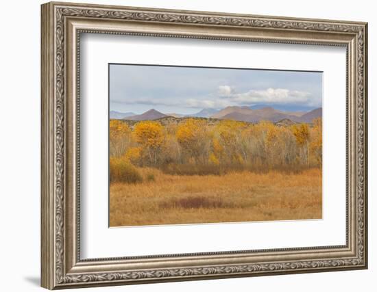 New Mexico, Bosque del Apache NWR. Fall Colors in Grasses-Don Paulson-Framed Photographic Print