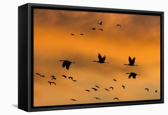 New Mexico, Bosque del Apache NWR. Sandhill Cranes Flying at Sunset-Don Paulson-Framed Premier Image Canvas