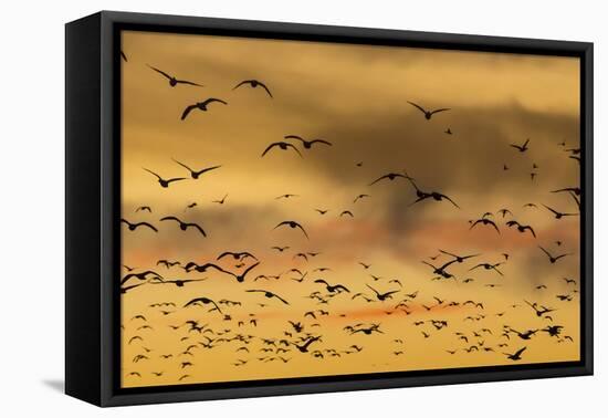 New Mexico, Bosque del Apache NWR. Snow Geese Flying at Sunset-Don Paulson-Framed Premier Image Canvas