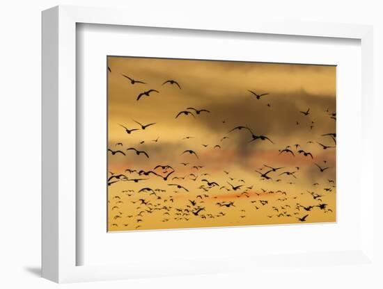 New Mexico, Bosque del Apache NWR. Snow Geese Flying at Sunset-Don Paulson-Framed Photographic Print