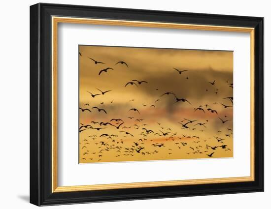 New Mexico, Bosque del Apache NWR. Snow Geese Flying at Sunset-Don Paulson-Framed Photographic Print