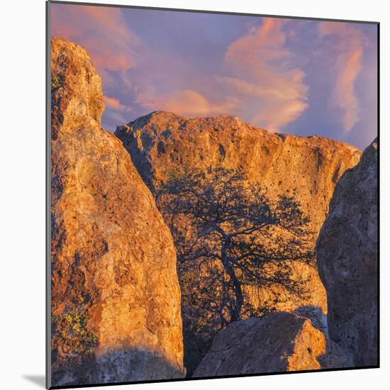 New Mexico, City of Rocks State Park. Sunset on Boulders and Tree-Don Paulson-Mounted Photographic Print