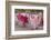 New Mexico, Santa Fe. Hispanic Folkloric Dance Group, Bandstand 2014-Luc Novovitch-Framed Photographic Print