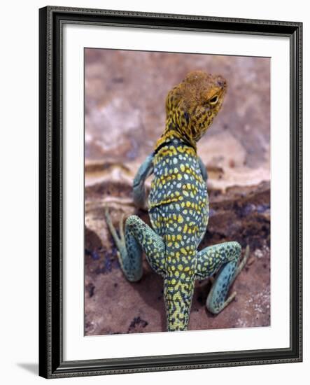 New Mexico, USA-Judith Haden-Framed Photographic Print