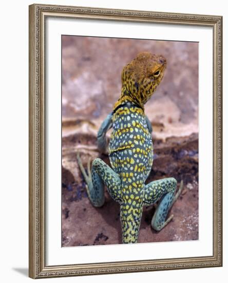 New Mexico, USA-Judith Haden-Framed Photographic Print