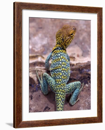 New Mexico, USA-Judith Haden-Framed Photographic Print