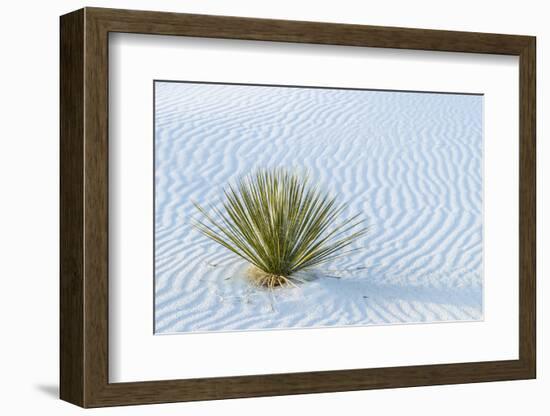 New Mexico, White Sands National Monument. Close-Up of Yucca and Sand Ripples-Jaynes Gallery-Framed Photographic Print