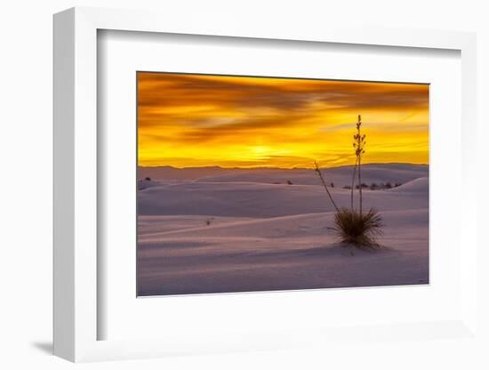 New Mexico, White Sands National Monument. Sunset on Desert and Yucca-Jaynes Gallery-Framed Photographic Print