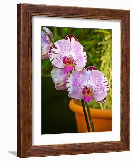 New Orchid Phalaenopsis 'Diamond Sky' on Display at the Kew Orchid Festival, Kew Gardens, London-null-Framed Photographic Print