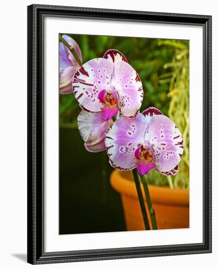 New Orchid Phalaenopsis 'Diamond Sky' on Display at the Kew Orchid Festival, Kew Gardens, London-null-Framed Photographic Print