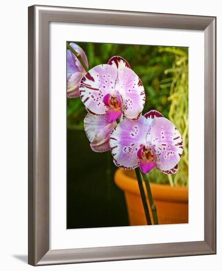 New Orchid Phalaenopsis 'Diamond Sky' on Display at the Kew Orchid Festival, Kew Gardens, London-null-Framed Photographic Print