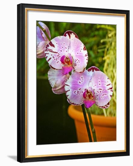 New Orchid Phalaenopsis 'Diamond Sky' on Display at the Kew Orchid Festival, Kew Gardens, London-null-Framed Photographic Print