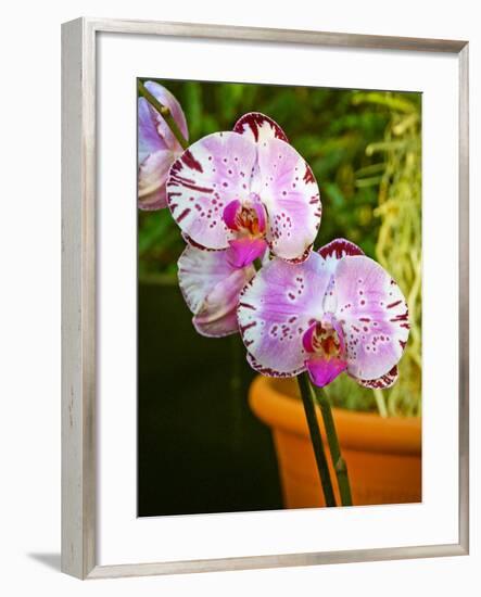 New Orchid Phalaenopsis 'Diamond Sky' on Display at the Kew Orchid Festival, Kew Gardens, London-null-Framed Photographic Print