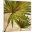 New Palmera Take Two II-Patricia Pinto-Mounted Premium Giclee Print