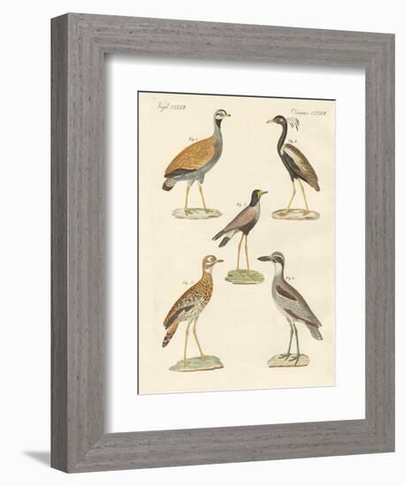 New Ratite Birds-null-Framed Giclee Print