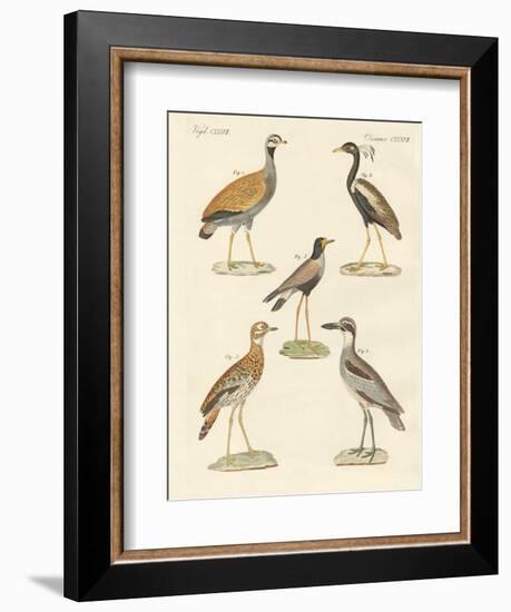 New Ratite Birds-null-Framed Giclee Print