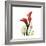 New Red Calla Lily-Albert Koetsier-Framed Premium Giclee Print