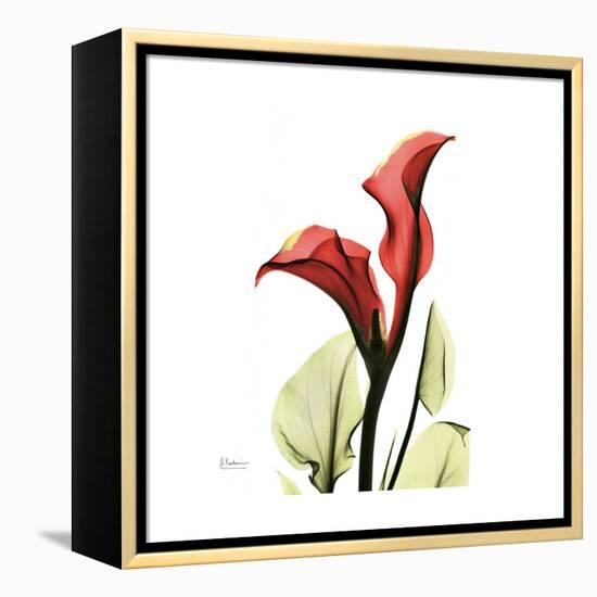 New Red Calla Lily-Albert Koetsier-Framed Stretched Canvas