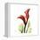 New Red Calla Lily-Albert Koetsier-Framed Stretched Canvas