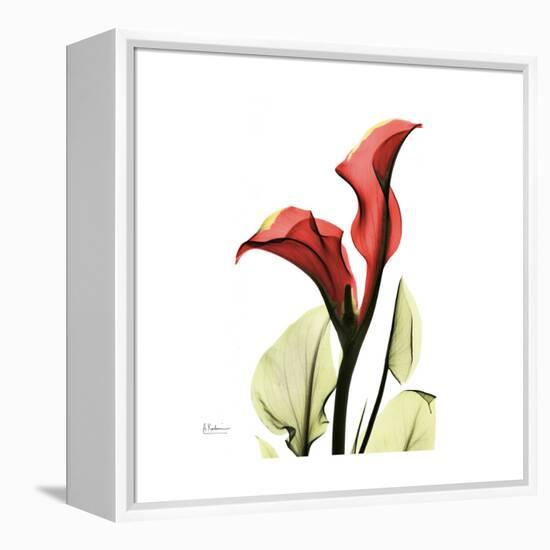 New Red Calla Lily-Albert Koetsier-Framed Stretched Canvas