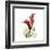 New Red Calla Lily-Albert Koetsier-Framed Art Print