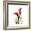 New Red Calla Lily-Albert Koetsier-Framed Art Print