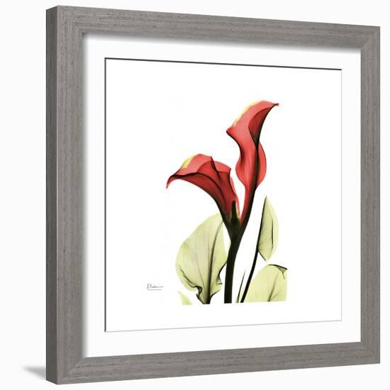 New Red Calla Lily-Albert Koetsier-Framed Art Print