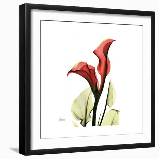 New Red Calla Lily-Albert Koetsier-Framed Art Print