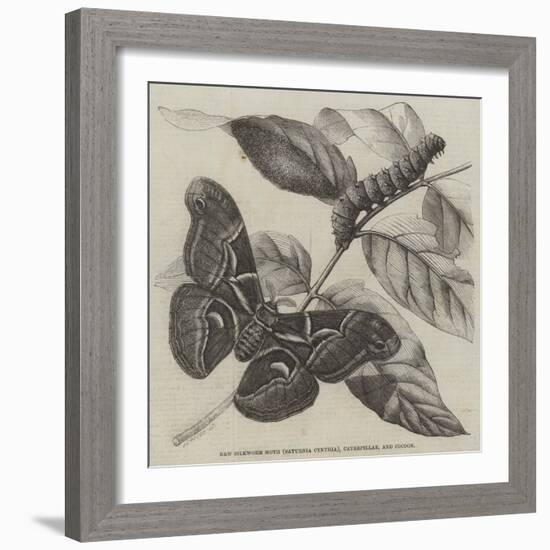 New Silkworm Moth (Saturnia Cynthia), Caterpillar, and Cocoon-null-Framed Giclee Print