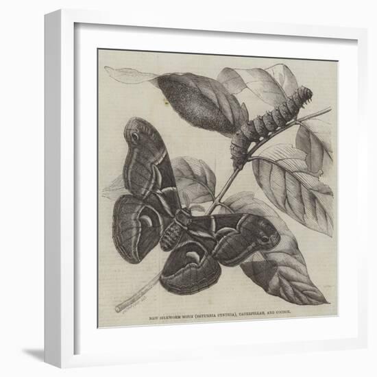 New Silkworm Moth (Saturnia Cynthia), Caterpillar, and Cocoon-null-Framed Giclee Print