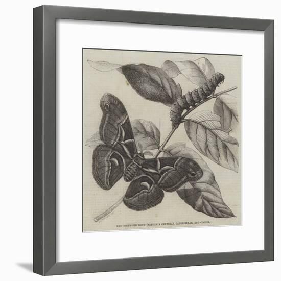 New Silkworm Moth (Saturnia Cynthia), Caterpillar, and Cocoon-null-Framed Giclee Print