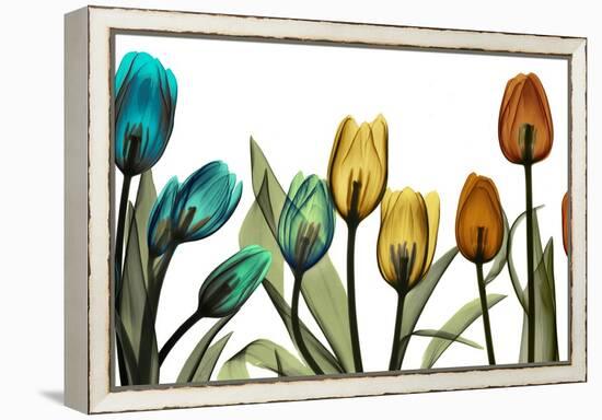 New Tulipscape-Albert Koetsier-Framed Premier Image Canvas