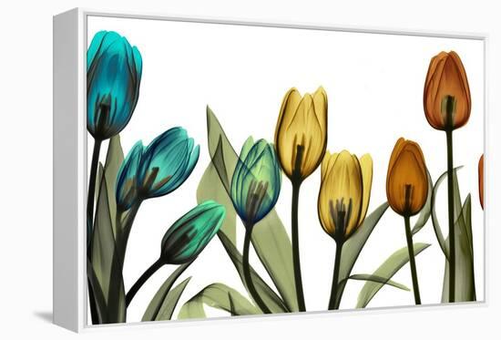 New Tulipscape-Albert Koetsier-Framed Premier Image Canvas