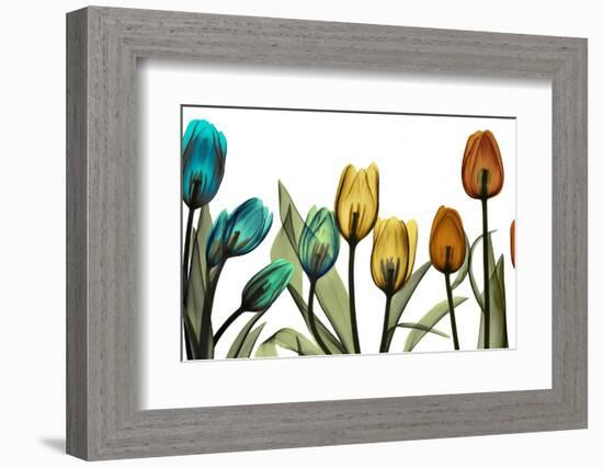 New Tulipscape-Albert Koetsier-Framed Photographic Print