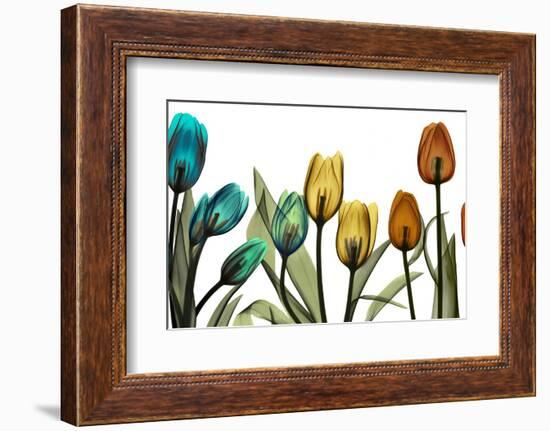 New Tulipscape-Albert Koetsier-Framed Photographic Print