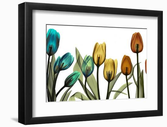 New Tulipscape-Albert Koetsier-Framed Photographic Print
