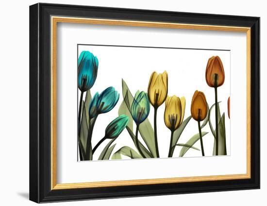 New Tulipscape-Albert Koetsier-Framed Photographic Print