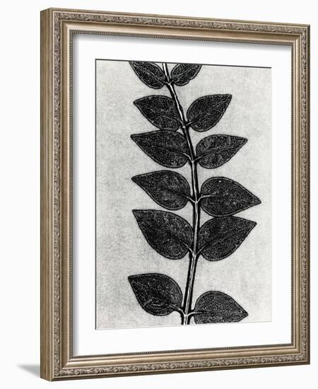 New Vines 4-Mary Margaret Briggs-Framed Giclee Print